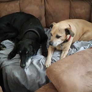 Meet your Posher, Rocky